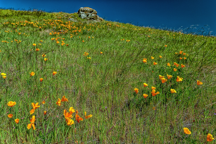 Nicasio_006
